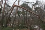 최근 내린 눈피해로 동구릉에 쓰러져 있는 소나무.