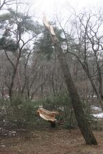 최근 내린 눈피해로 동구릉에 쓰러져 있는 소나무.